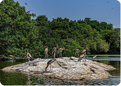 Ranganathittu Bird Sanctuary